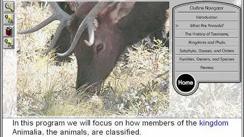 Animal Classification: What are Animals