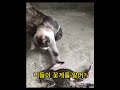 Shorts Ep. 62 꽃게에 물린 고양이... 아픔이 느껴진다.... a crab-bitten cat