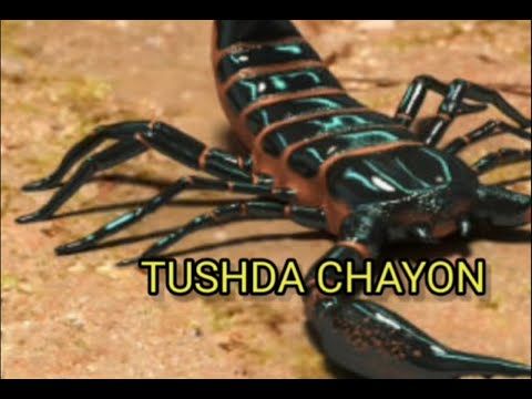 TUSHDA CHAYON ko'rish #chayon #tushar #tushda chayon