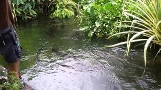 Jumping Arowana in River Safari Singapore