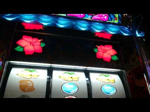 沖ドキ!ハイビスカス 瞬き点滅