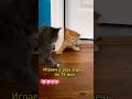 Как воспитать котёнка в воспитанную кошку кот кошка котёнок котики Shorts