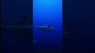 Dogtooth Tuna, everyone? Great fight. #fishing #jig #fish #dogtoothtuna