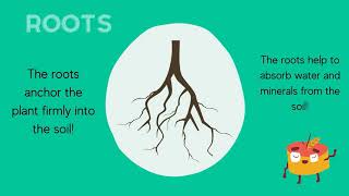 Parts of a Plant