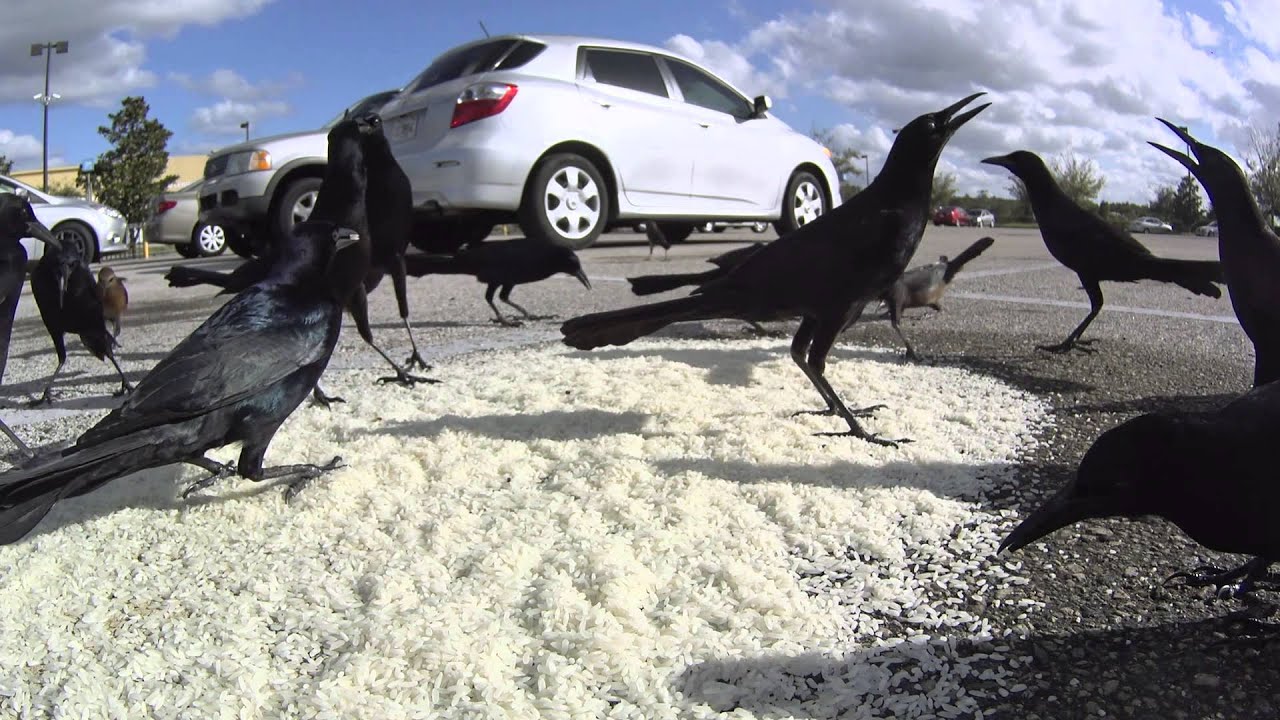 [CC-A] Parking lot birds eating rice - YouTube