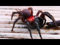 NZ Tunnel web spider shoves huge fangs into juicy false katipo...4K