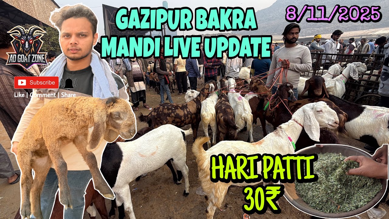 शनिवार का दिन ग़ाज़ीपुर बकरा मंडी LIVE UPDATE 8/11/2025 @ADGoatzone #viralvideo #gazipurbakramandi 
