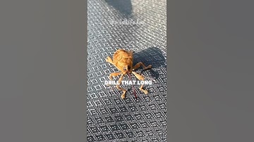 Acorn Weevil~The Drill Faced Bug