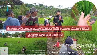 Gerakan Pengendalian Penyakit BLB dengan Agens Hayati