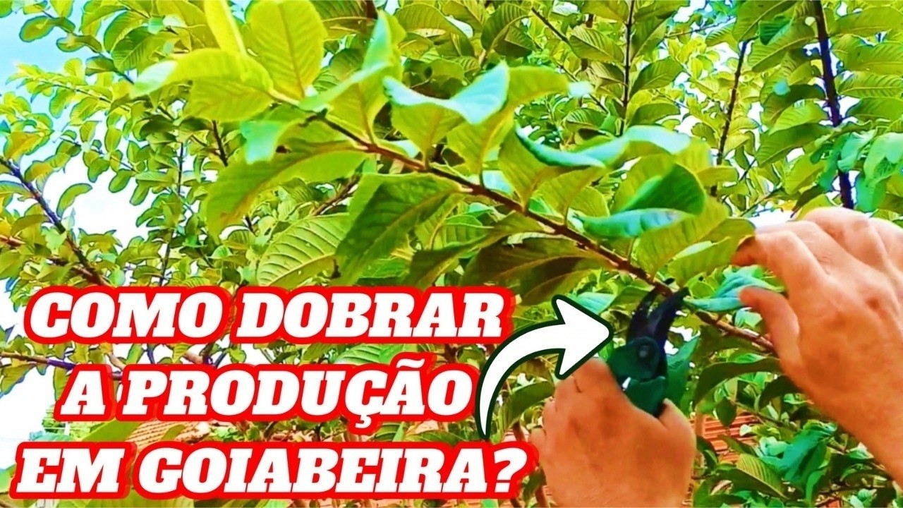 Quando e Como Fazer a Poda de Produção da Goiabeira para Aumentar as ...