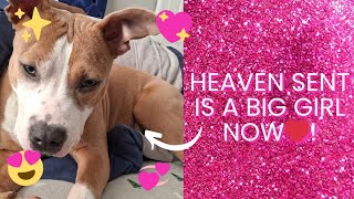 Heaven Sent  is 10monts old ♥. Heaven is a big girl now. #dogmom #puppyvideos #pitbull