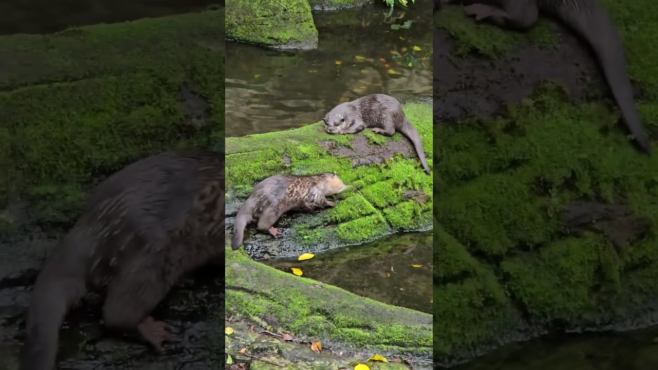 小爪水獺Asian Small-clawed Otter/Taipei Zoo 