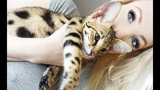 Everyone Loves My Kitties! by Luxury Savannahs 37,189 views 4 years ago 1 minute, 46 seconds