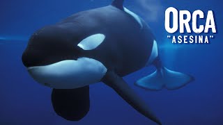 ORCA &quot;ASESINA&quot; | Características y Curiosidades | Mini Documental
