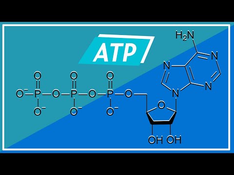 Video: Abbiamo bisogno di adenosina trifosfato?