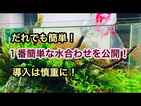 【熱帯魚の水合わせは必要です!】プロの水合わせをすべて公開します!!