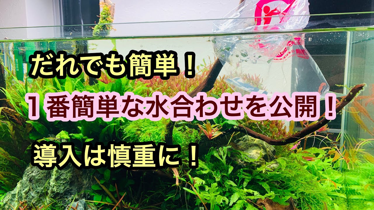 熱帯魚の水合わせは必要です プロの水合わせをすべて公開します Youtube