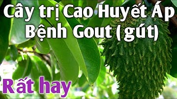 Bài thuốc Dân Gian trị Cao Huyết Áp, trị bệnh Gout (gút) rất hiệu quả. PHAN HẢI Channel.