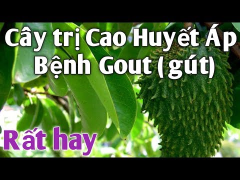 Bài thuốc Dân Gian trị Cao Huyết Áp, trị bệnh Gout (gút) rất hiệu quả. PHAN HẢI Channel.