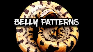 Celebrity How to Identify Genes Based on Belly Patterns in Ball Pythons Wealth