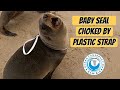 Seal Choked by Plastic Strap