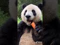 Cute panda eating a carrot 