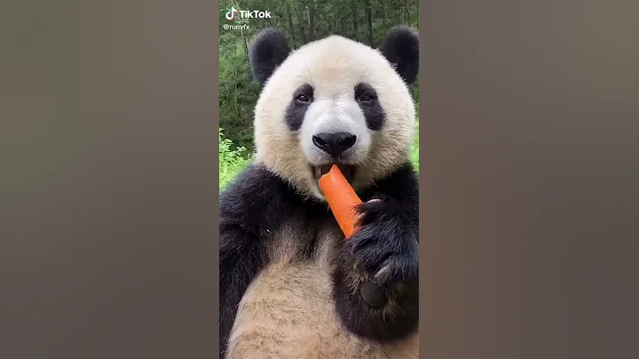 Cute Panda eating a carrot! 😍 - DayDayNews