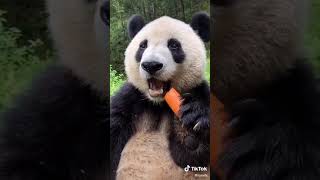 Cute Panda eating a carrot!