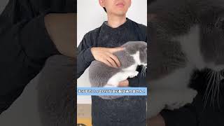 [Giipet]夏用薄飼い主服 #いぬすたぐらむ #cat #ペット用品 #いぬすたぐらむ #ペット用品 #ペット #cute #猫がいる幸せ #ペット #猫がいる幸せ #pets #猫 #puppy