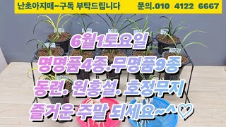 6월1토요일 동련.호정무지.원홍설.청옥산. 금계열녹호.극황환엽중투.산반성내재된.입변단엽.산채산반.산채서반