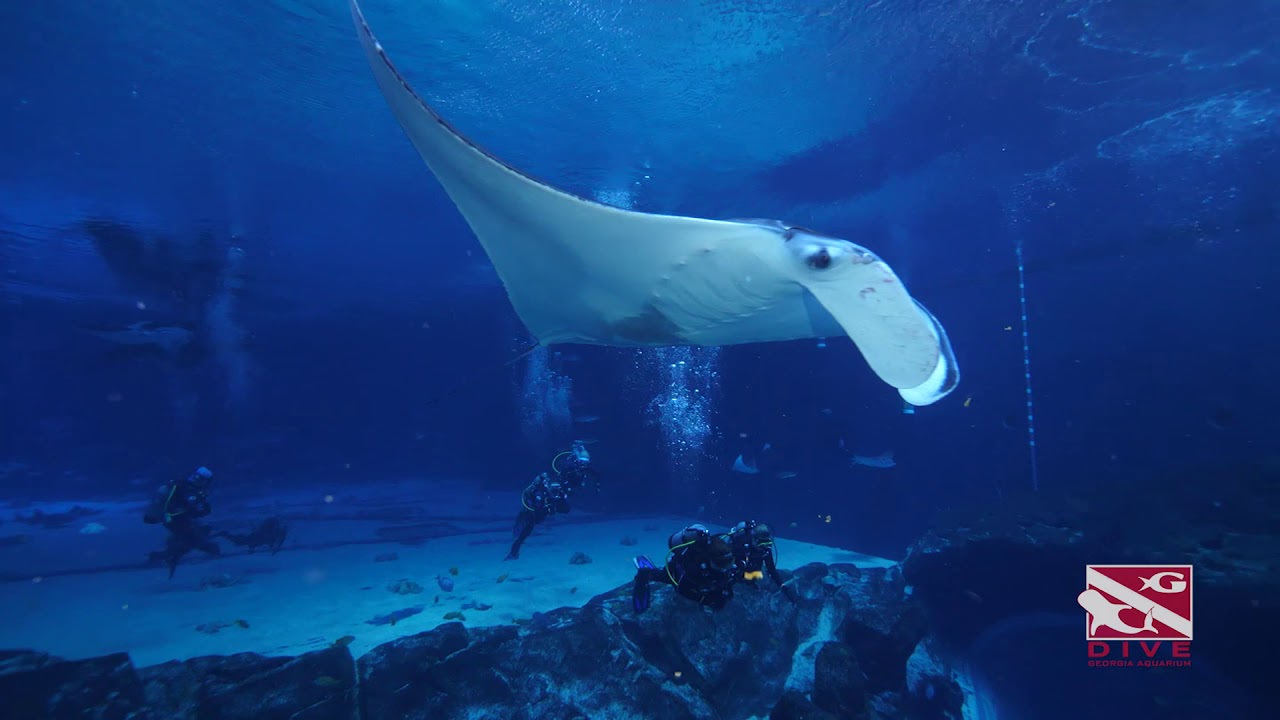 GA Aquarium Diving YouTube