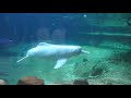 アマゾンカワイルカのお食事の時間　 Amazon river dolphin 2018