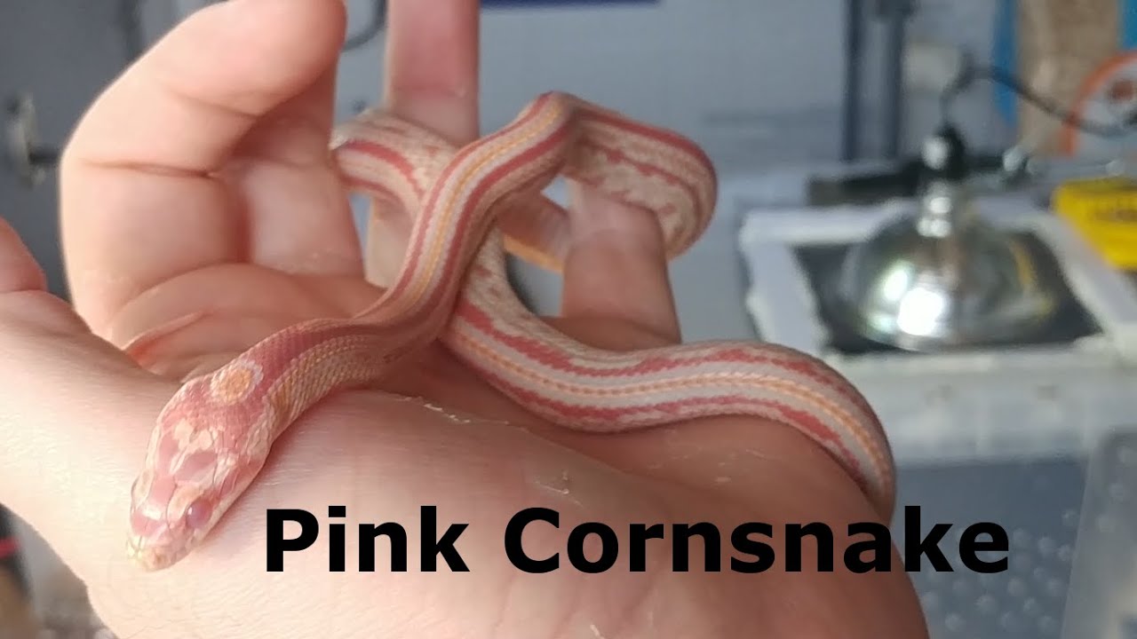 Pretty Pink Cornsnake Coridormi Extreme Reverse Okeetee Tessera YouTube