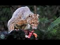 FOSSA ─ Madagascar&#39;s Demonic Apex Predator