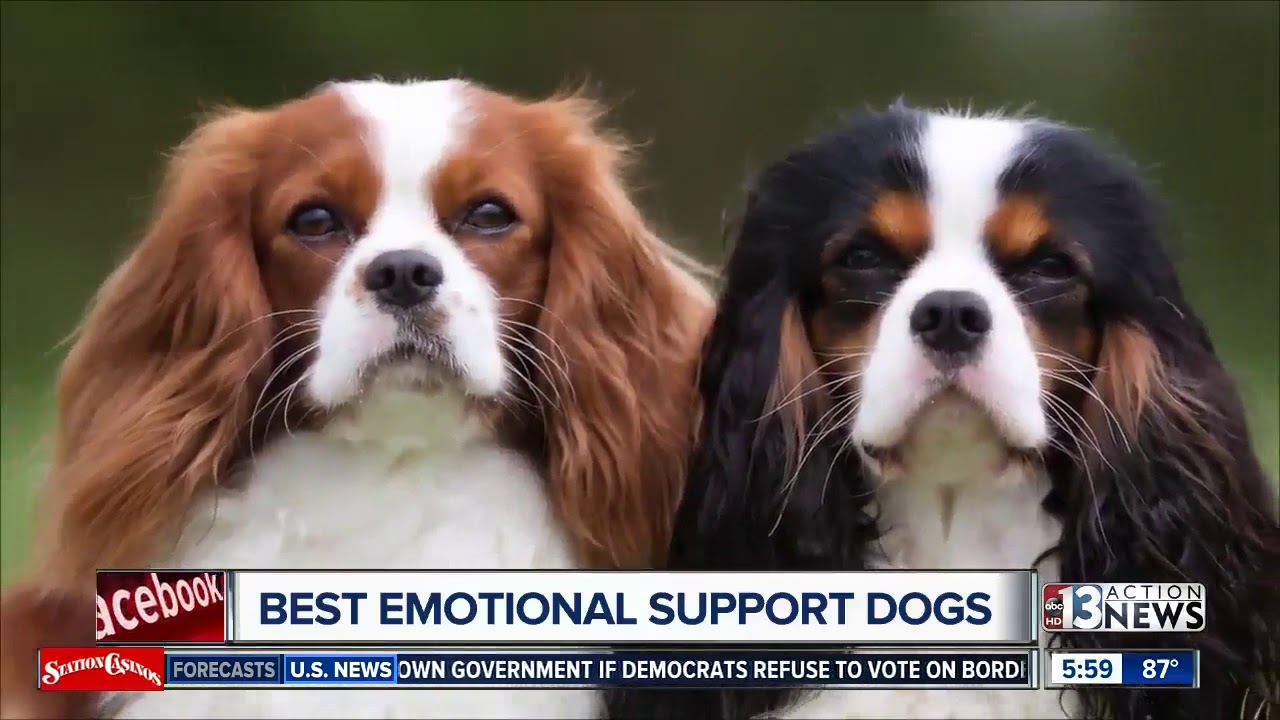 Best emotional support animals - YouTube