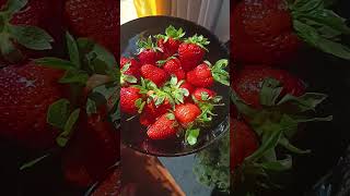 Strawberry 🍓#strawberry #fruit #fruits #viral #youtubeshorts #nature #shortsfeed #subscribe #shorts