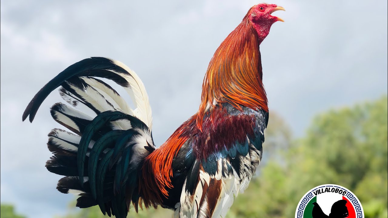 Los Cowan Roundheads 760-805-7833