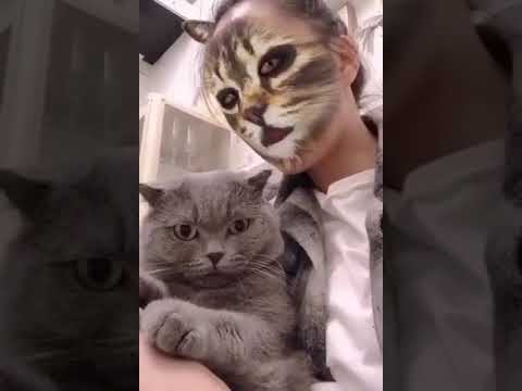 Video: Kedi En Gürültülü Mırıldama Dünya Rekorunu Kırdı