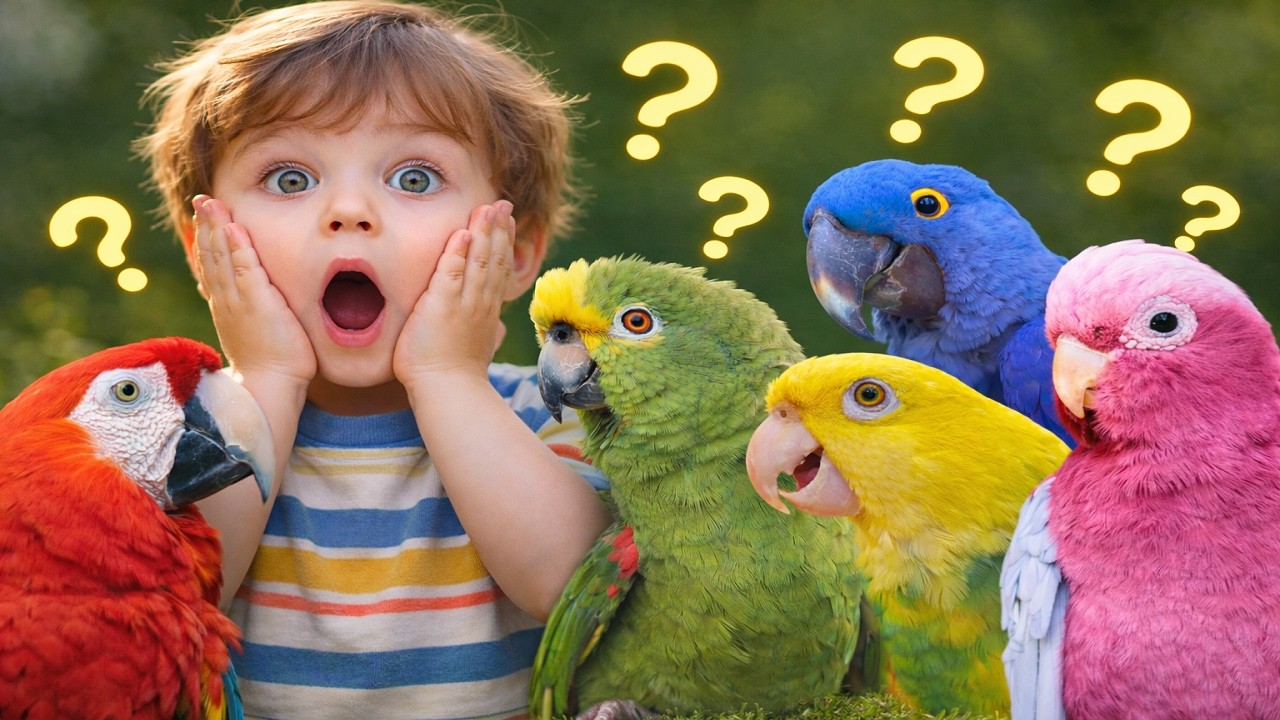 THE MAGICAL PARROTS OF AUSTRALIA PEACEFUL CHIRPING & NATURE SOUNDS FOR MIND CALMING RELAXATION 2026