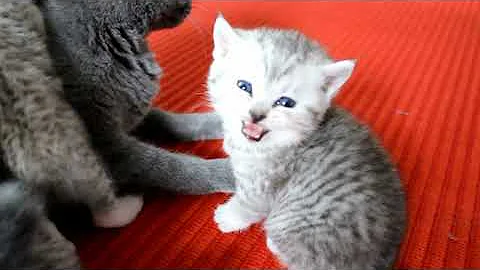 Video 737141: british kitten, silver shaded british, british hair