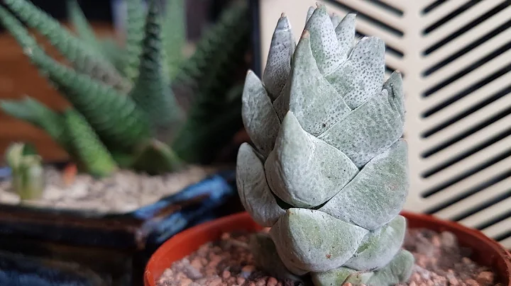 RARE Succulents Unboxing (Cuttings and Leaves)