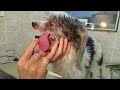 How to shave a dogs face with no teeth and heavy panting, stressed dog, no restraints