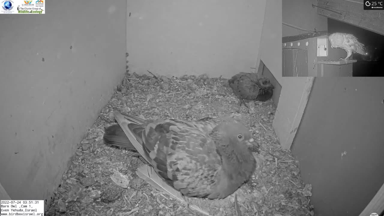 That Was Close! Barn owl visit pigeon mom and nestlings. YouTube