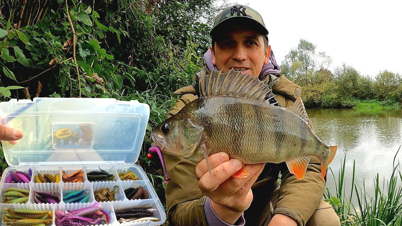 Wędkowanie z sukcesem: Piękny gruby okoń z rzeki na czeburaszkę.