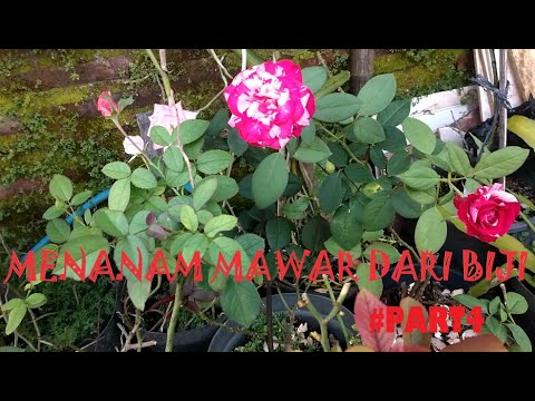 Video: Benih Bunga Mawar Hawaii Terkenal?