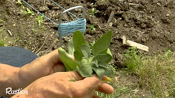 Comment se passe la reproduction de la piéride du chou ?