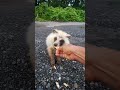 いきなり、ネコが背後を通過。気にせず、落花生に夢中なタヌキ