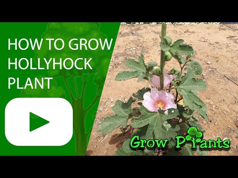 How to grow Hollyhock plant