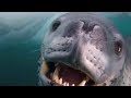 He Approached A Deadly Leopard Seal Very Carefully… When He Got In The Water, It All Took A Turn