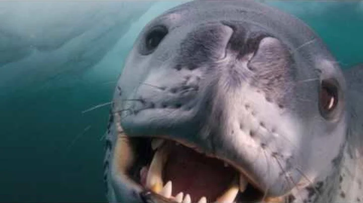 He Approached A Deadly Leopard Seal Very Carefully… When He Got In The Water, It All Took A Turn